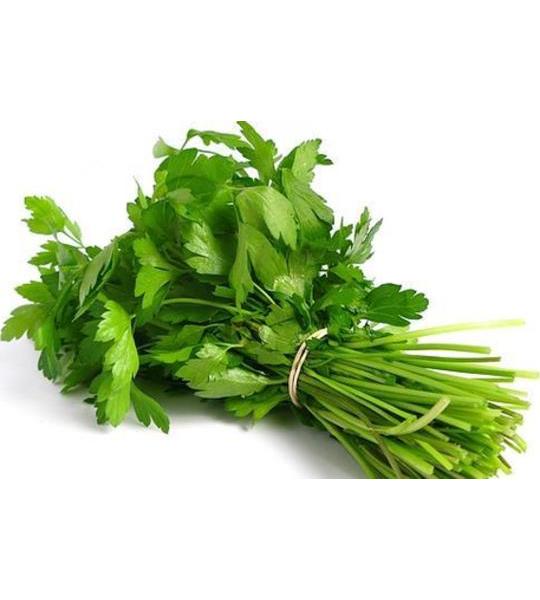 Cilantro